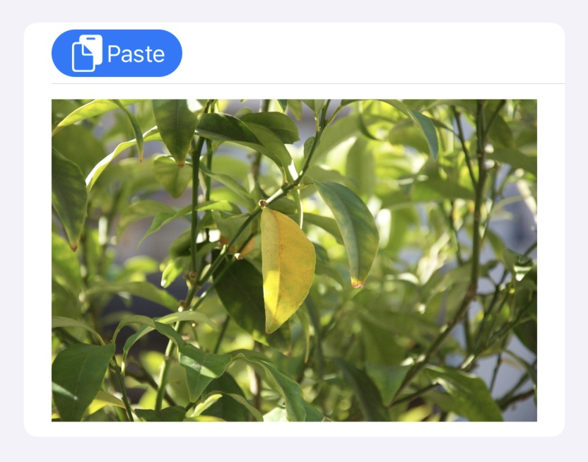 PasteButton example in SwiftUI for reading copied content from the system pasteboard